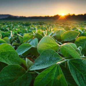 Synthetic & Plant Fibres